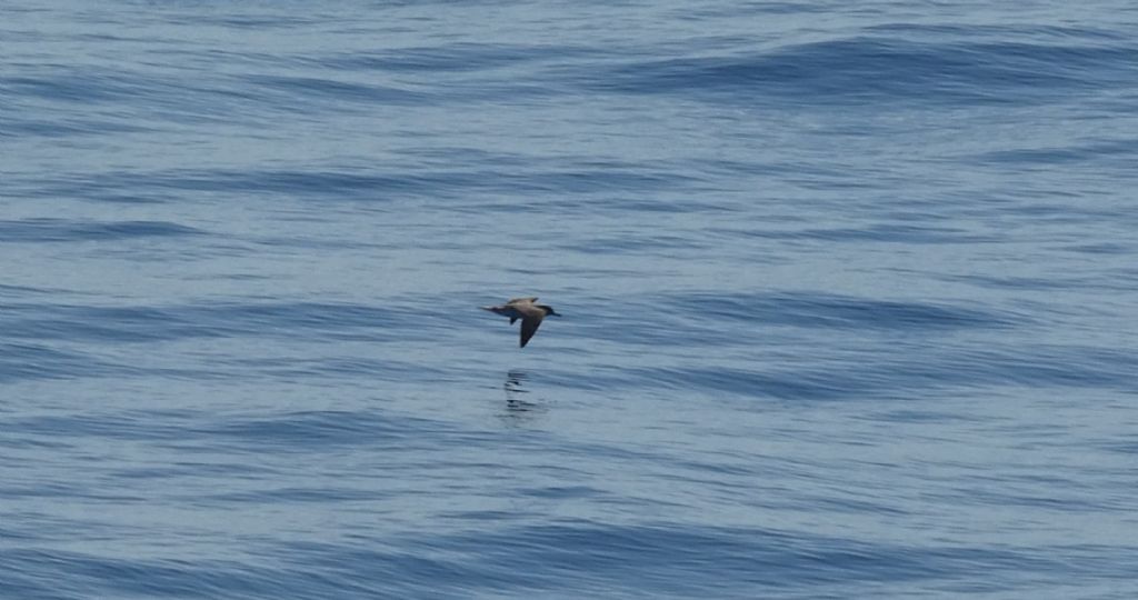 identificazioni